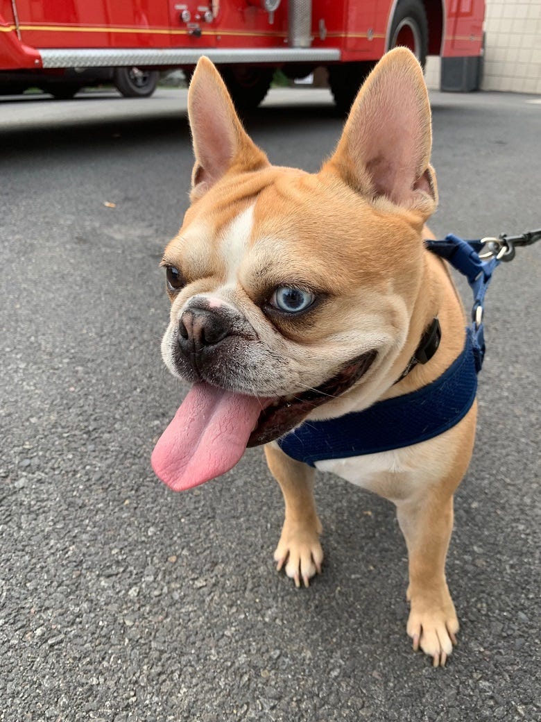 Pug