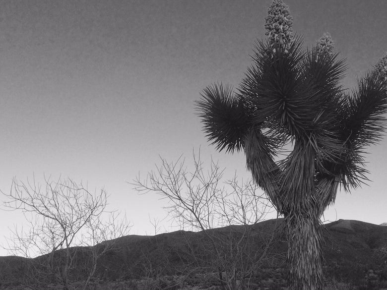 Joshua Tree Nat'l Park