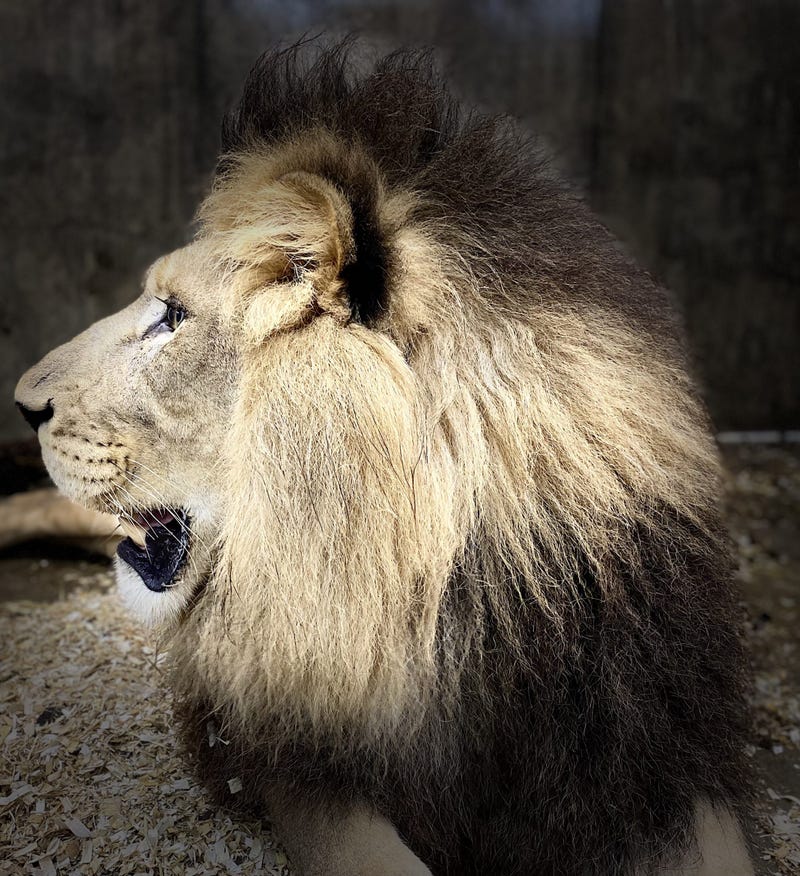 Jabari, a male African lion set to debut at Lincoln Park Zoo