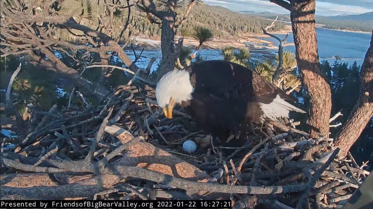 Bald eagles in Big Bear area lay first egg of 2022