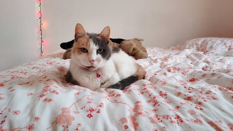 Jackie chilling in her new home!