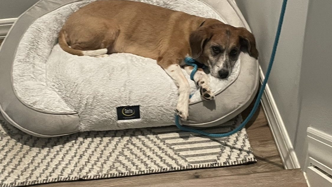 LI man charged with animal cruelty after fatally kicking senior dog: police