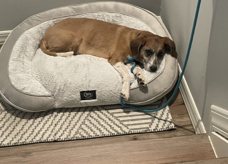 An 11-year-old, mixed breed male named Jager died after being kicked, police said