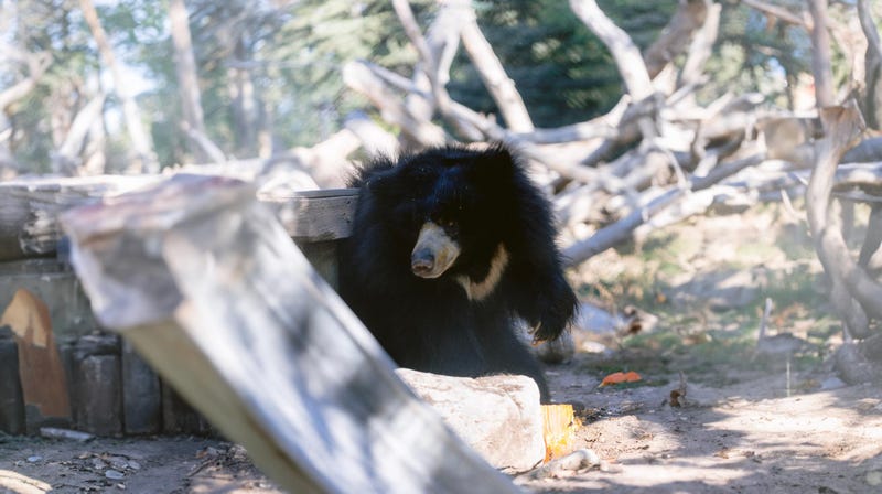Jagger the sloth bear