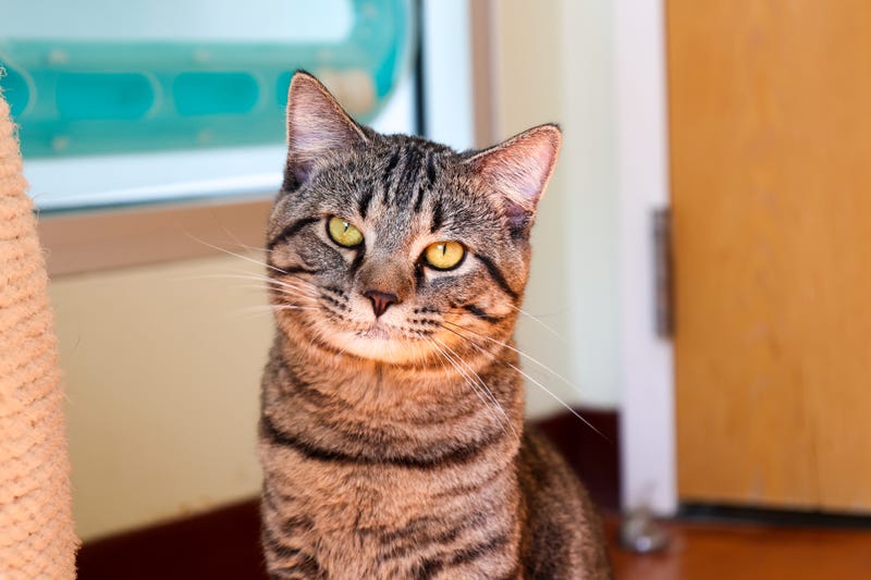 cat