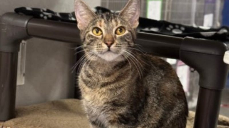 Janet Kitty @ Austin Humane Society 11/27/24