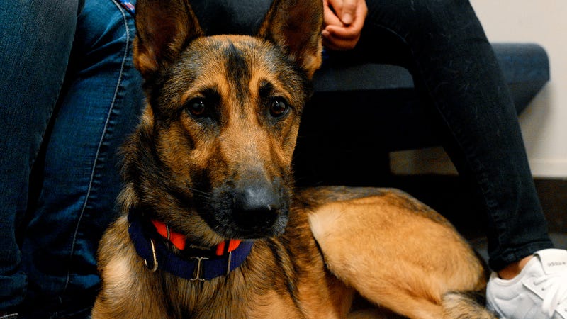 Jango