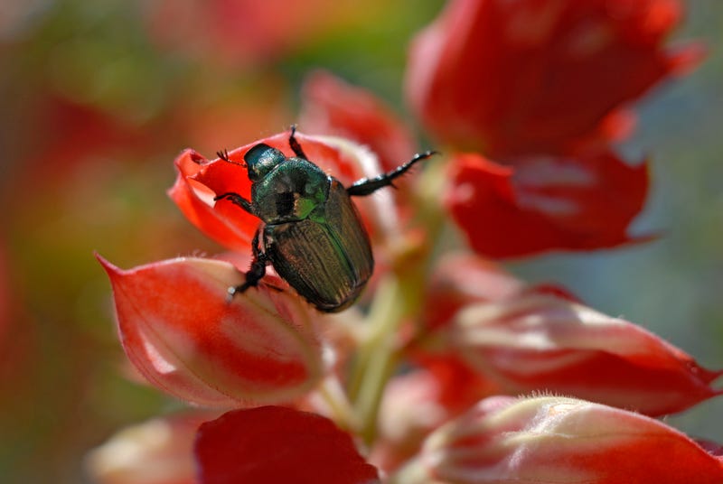 Japanese beetles