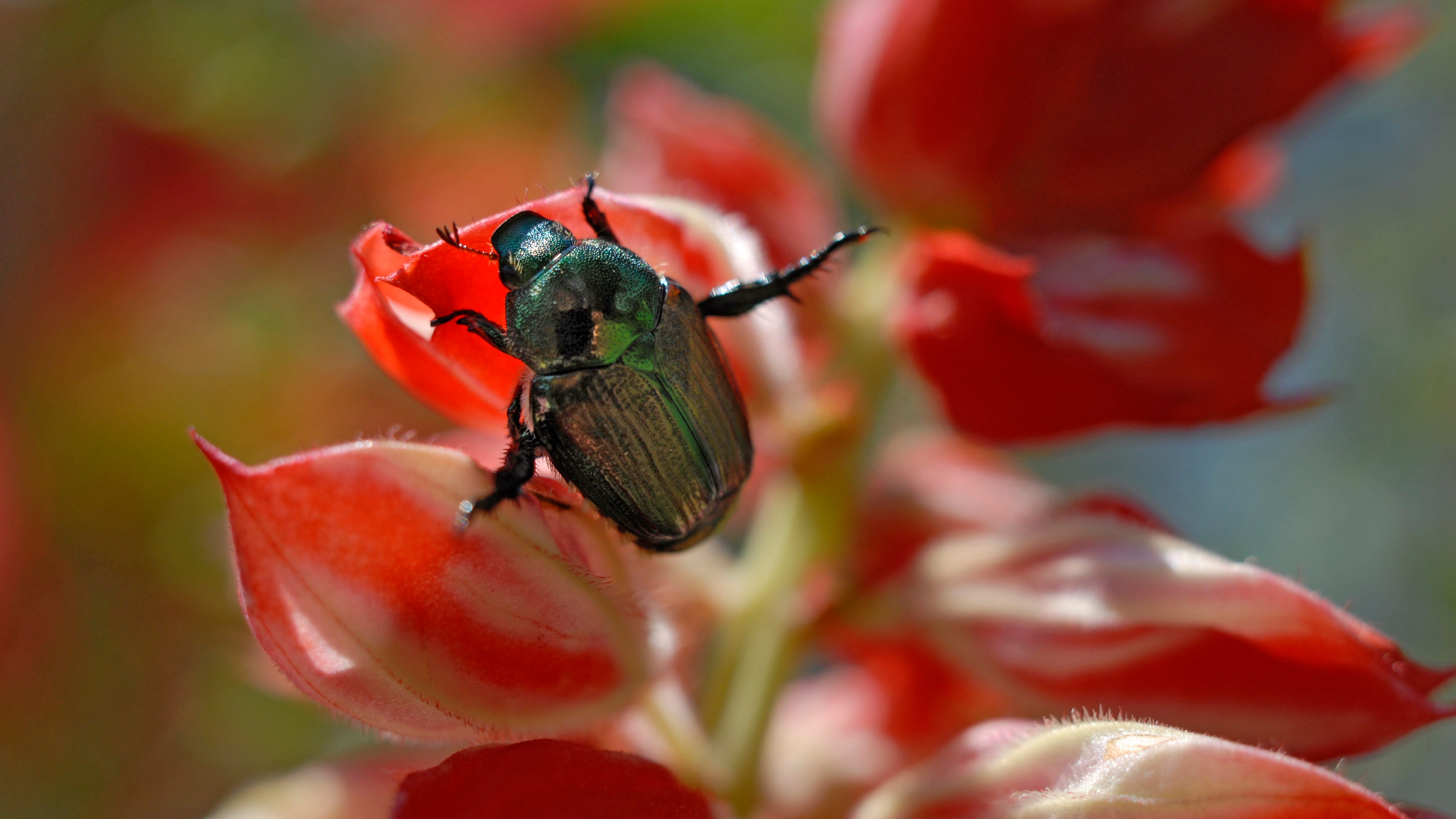 How to get rid of Japanese beetles from your garden