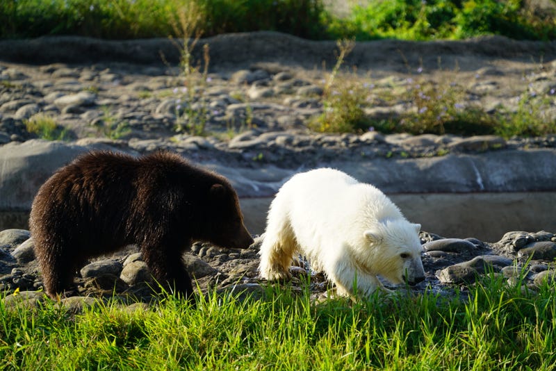 cubs at Detroit Zoo
