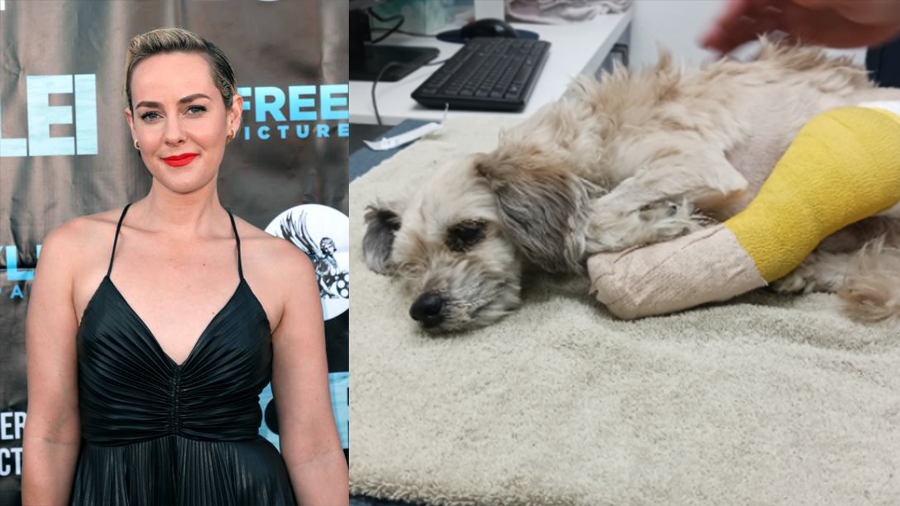 'Hunger Games' star rescues dog from abusive man in Hollywood citizen's arrest