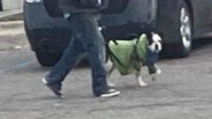 Well-known homeless Detroiter known as Jesse killed alongside his dog Baby Girl