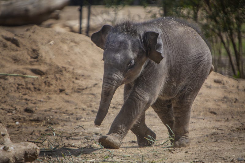 St. Louis Zoo