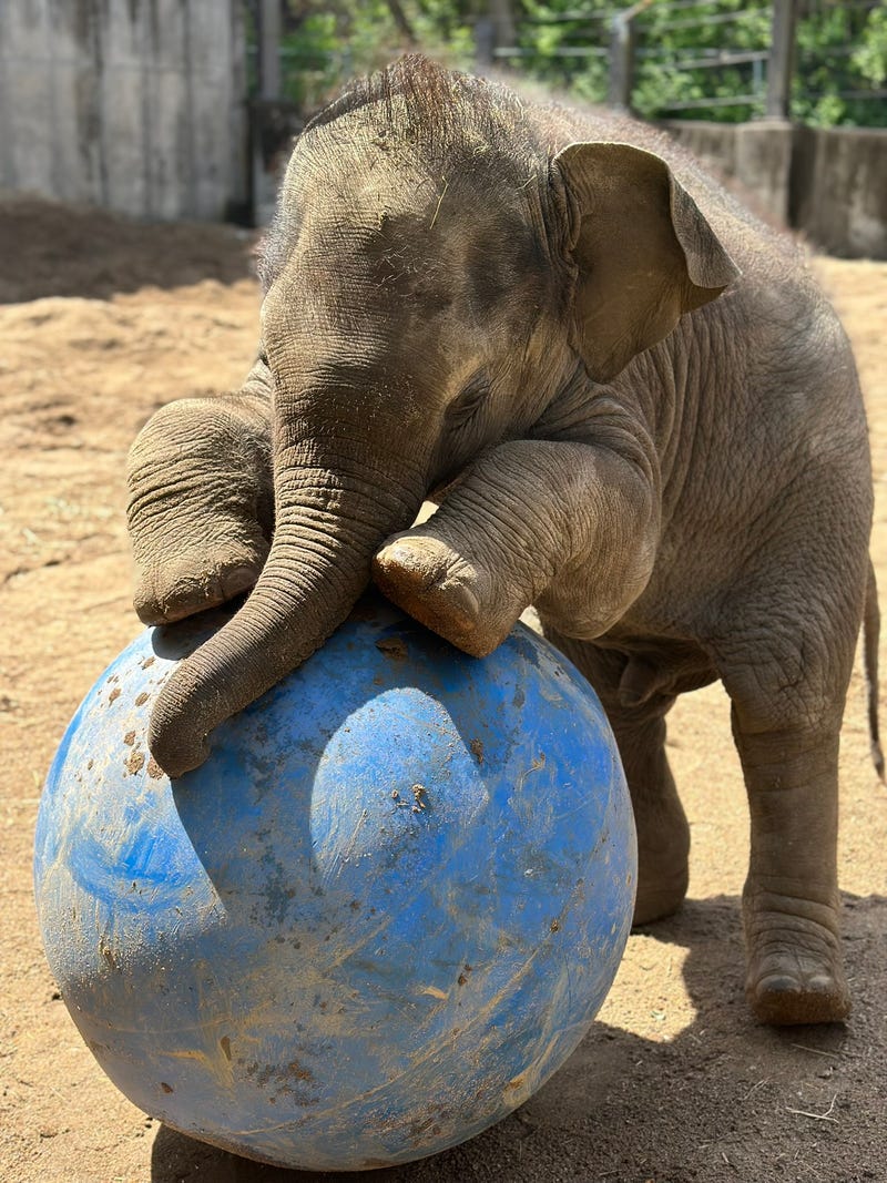 St. Louis Zoo