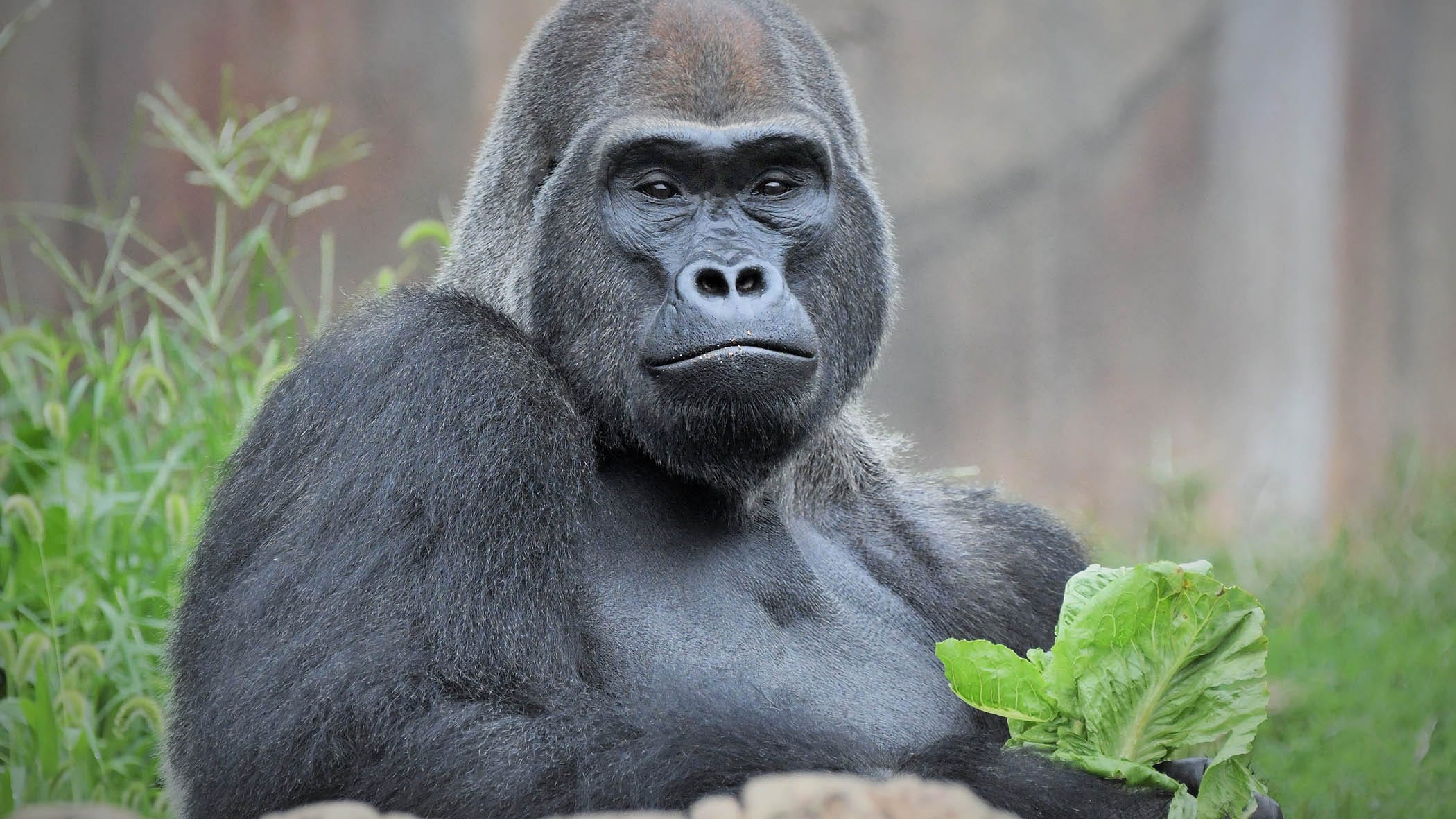 Brookfield Zoo trades male gorillas with St. Louis Zoo, welcomes Jontu to Chicago