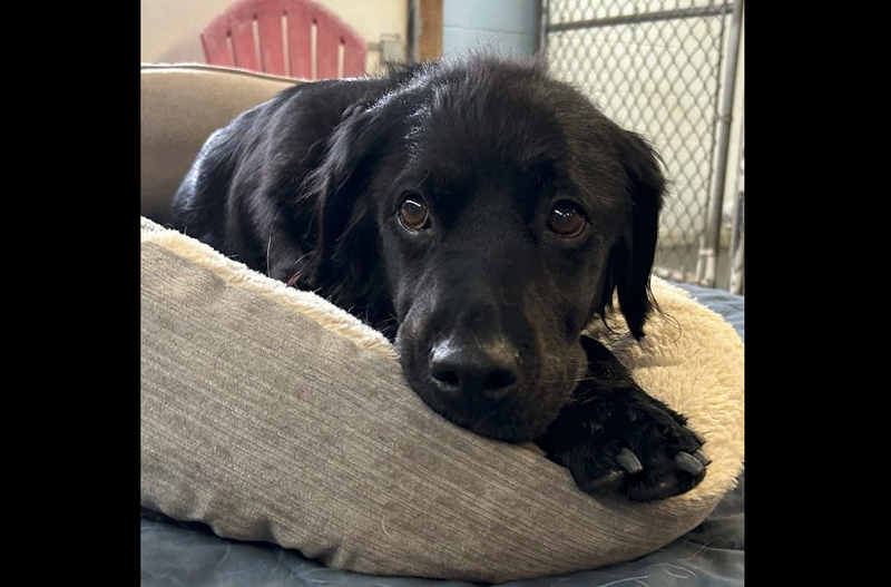 Josie the dog at West Deer Animal Shelter