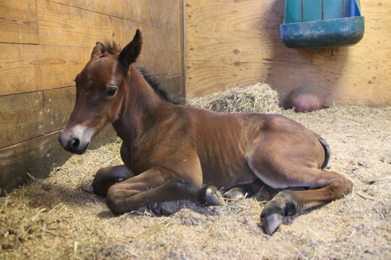 Colt