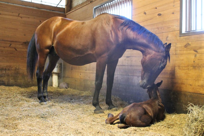Journey and her colt