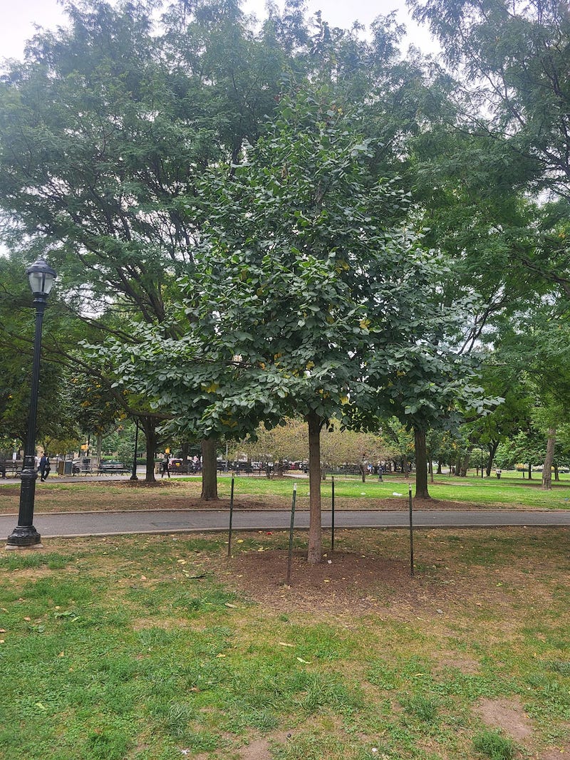American Linden in Joyce Kilmer Park, the Bronx
