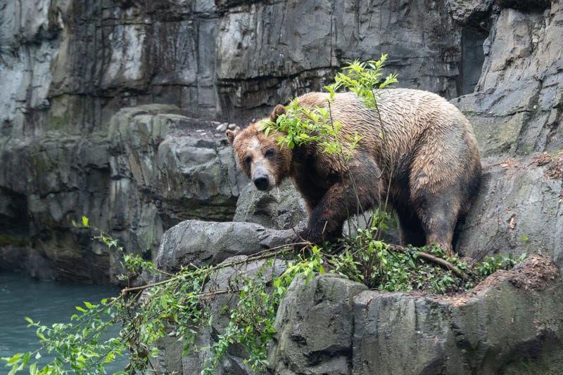 Grizzly bear in Central Park Zoo.