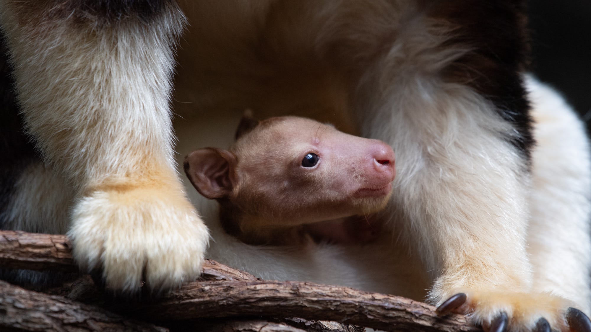 VIDEO & PICS: Bronx Zoo announces birth of rare tree kangaroo