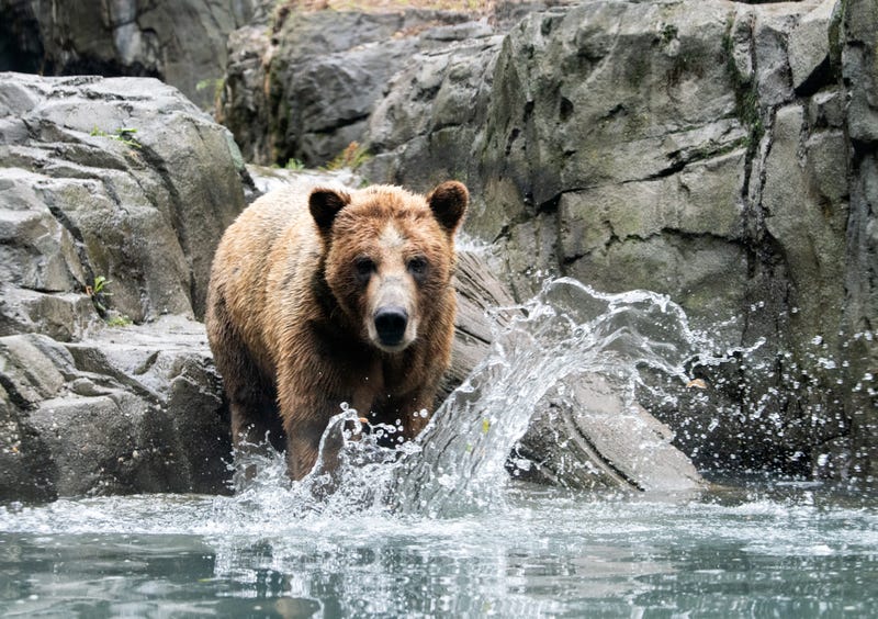 Brown bear 