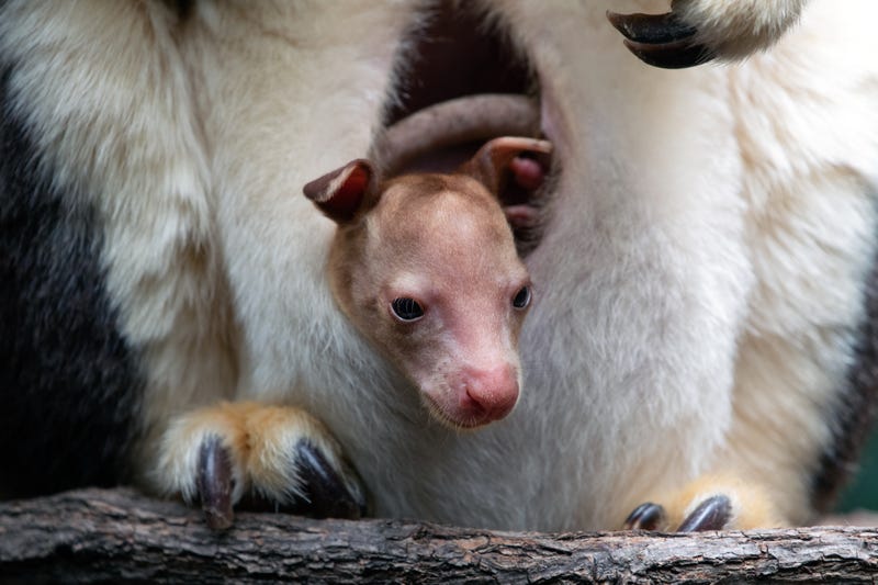 Julie Larsen Maher © Bronx Zoo