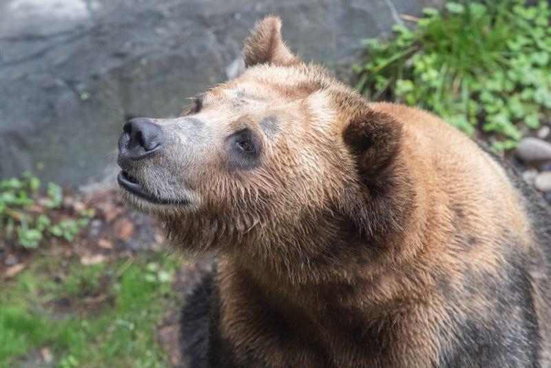 Brown bear