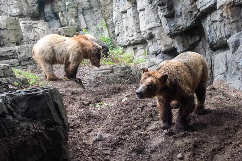 Brown bears
