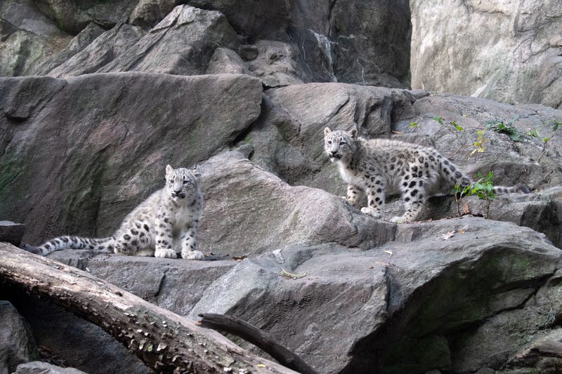 New Yorkers can visit the cubs in the Himalayan Highlands exhibit at the zoo