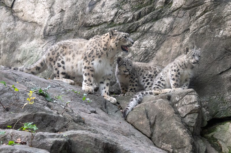 The cubs are the offspring of mother Dariga and father Naltar