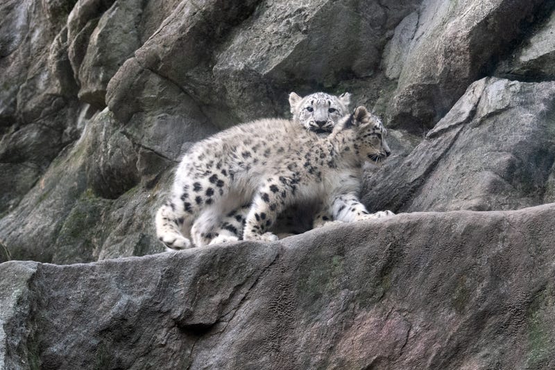 Snow leopards are sometimes called the "ghosts of the mountain" for their elusiveness