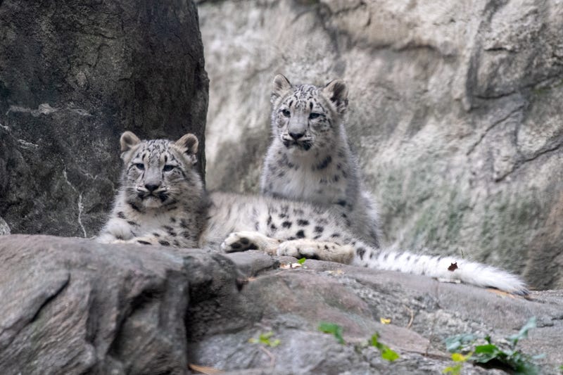 The two cubs are among 10 snow leopards who live at the Bronx Zoo