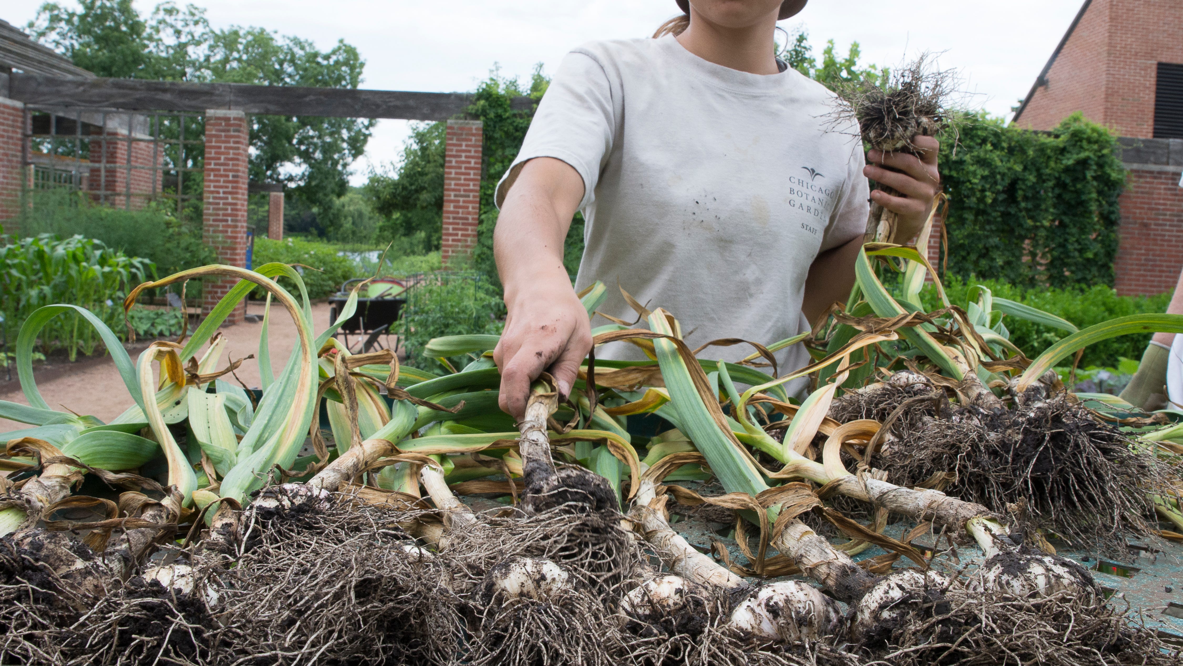 A gardener's to-do list for July