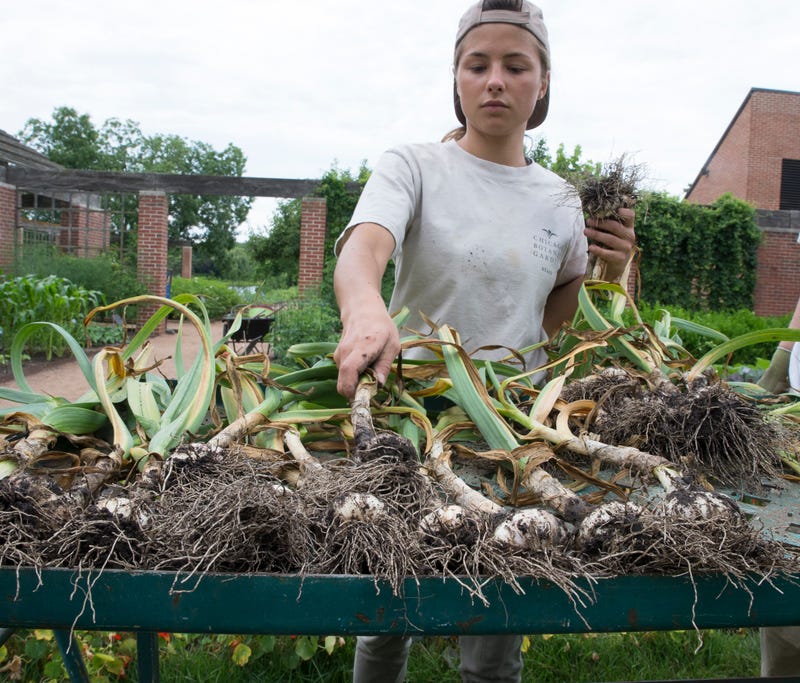 gardening