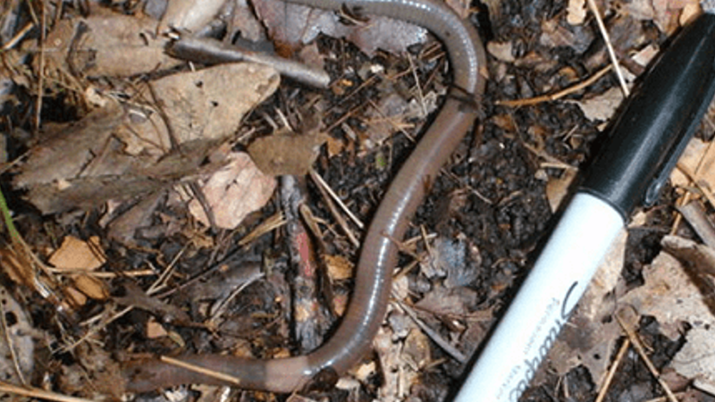 Jumping worms are now a thing and the DNR wants you to report them