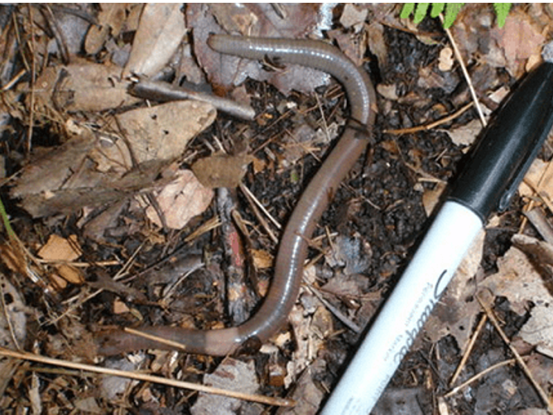 Jumping worm next to Sharpie