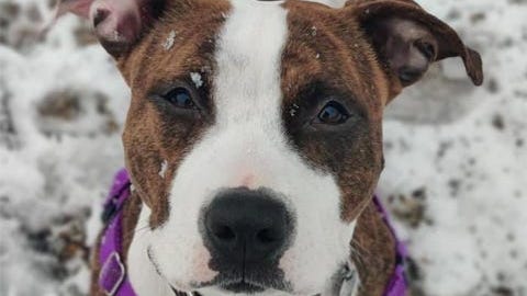 PAWS Chicago’s Angels with Tails adoption event returns to Gold Coast for first time since pandemic began