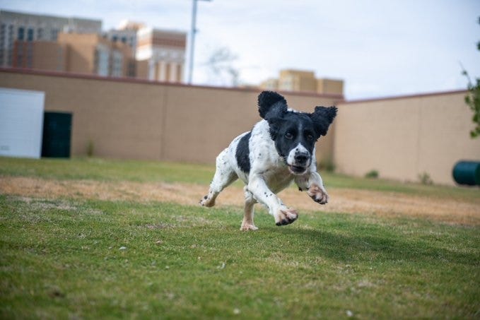 LVMPD narcotics K9 Ash gets after it.