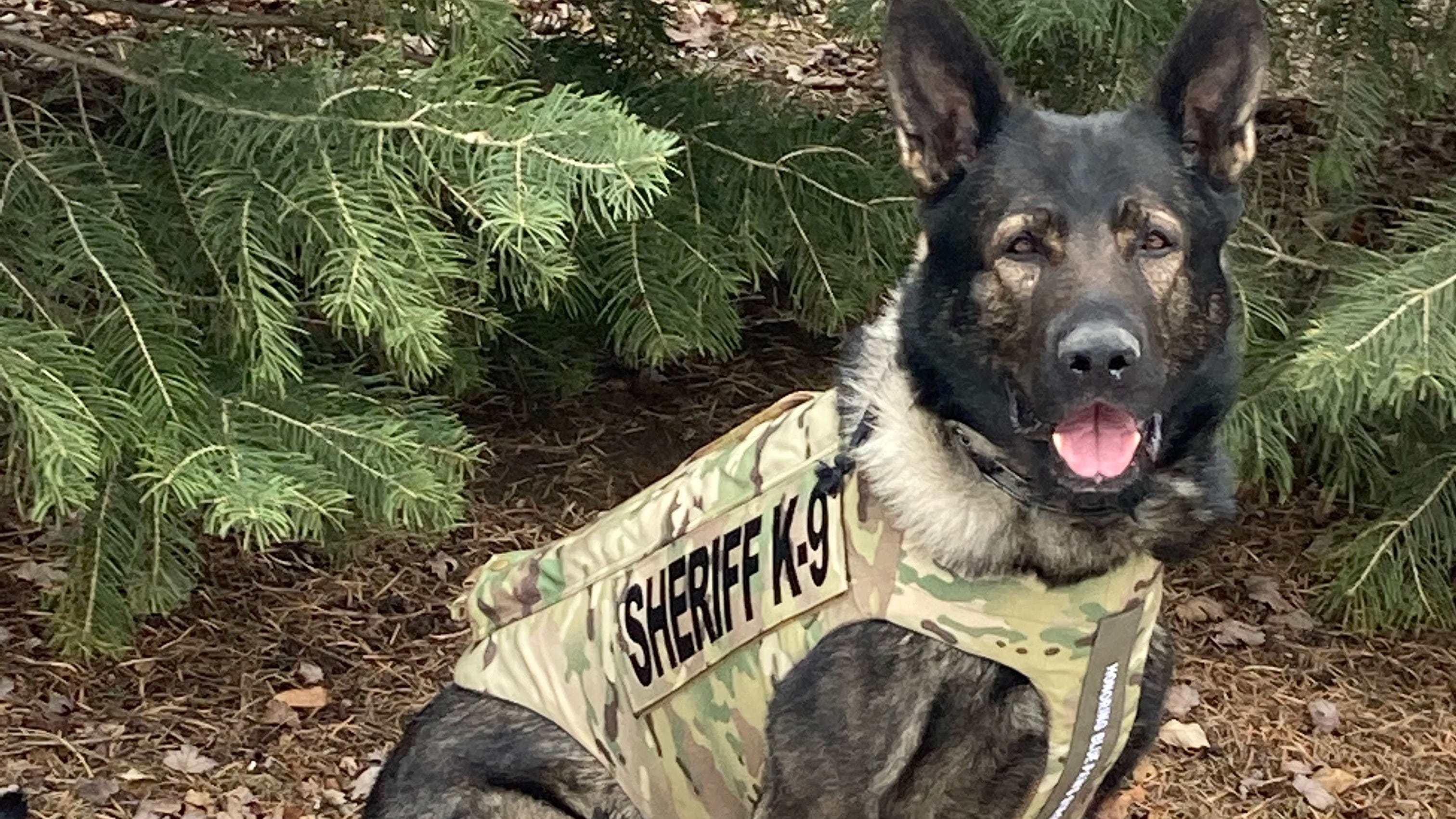 K-9 Dax tracks down suspect who fled Beach Park motel, officials say