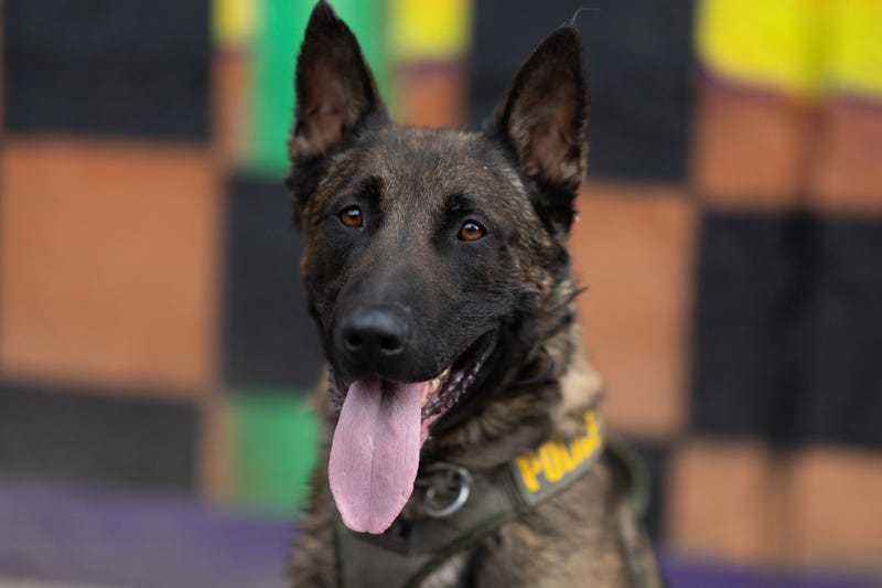 Las Vegas Metro Police K-9 Diko