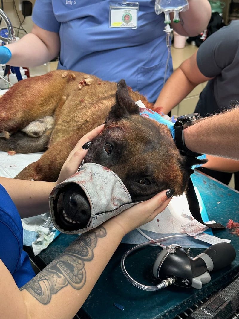 Las Vegas Metro Police K-9 Enzo on the operating table after being stabbed multiple times 