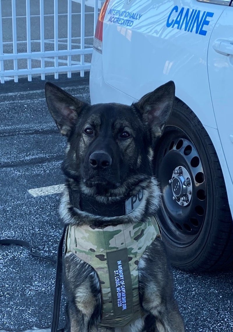 K-9