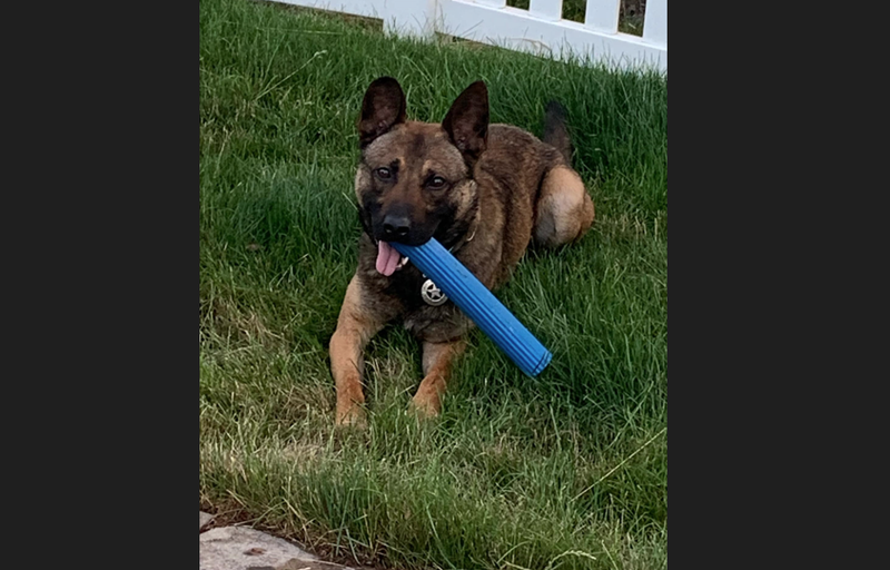 K-9 Officer Hans