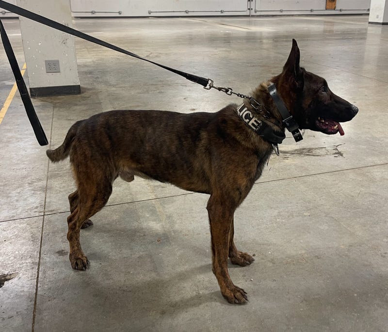 Raider, the Pagedale Police Department K9