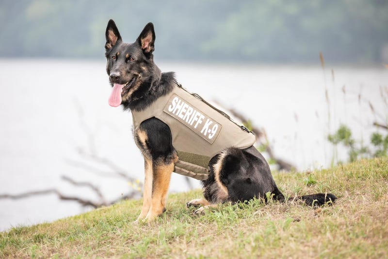 K-9