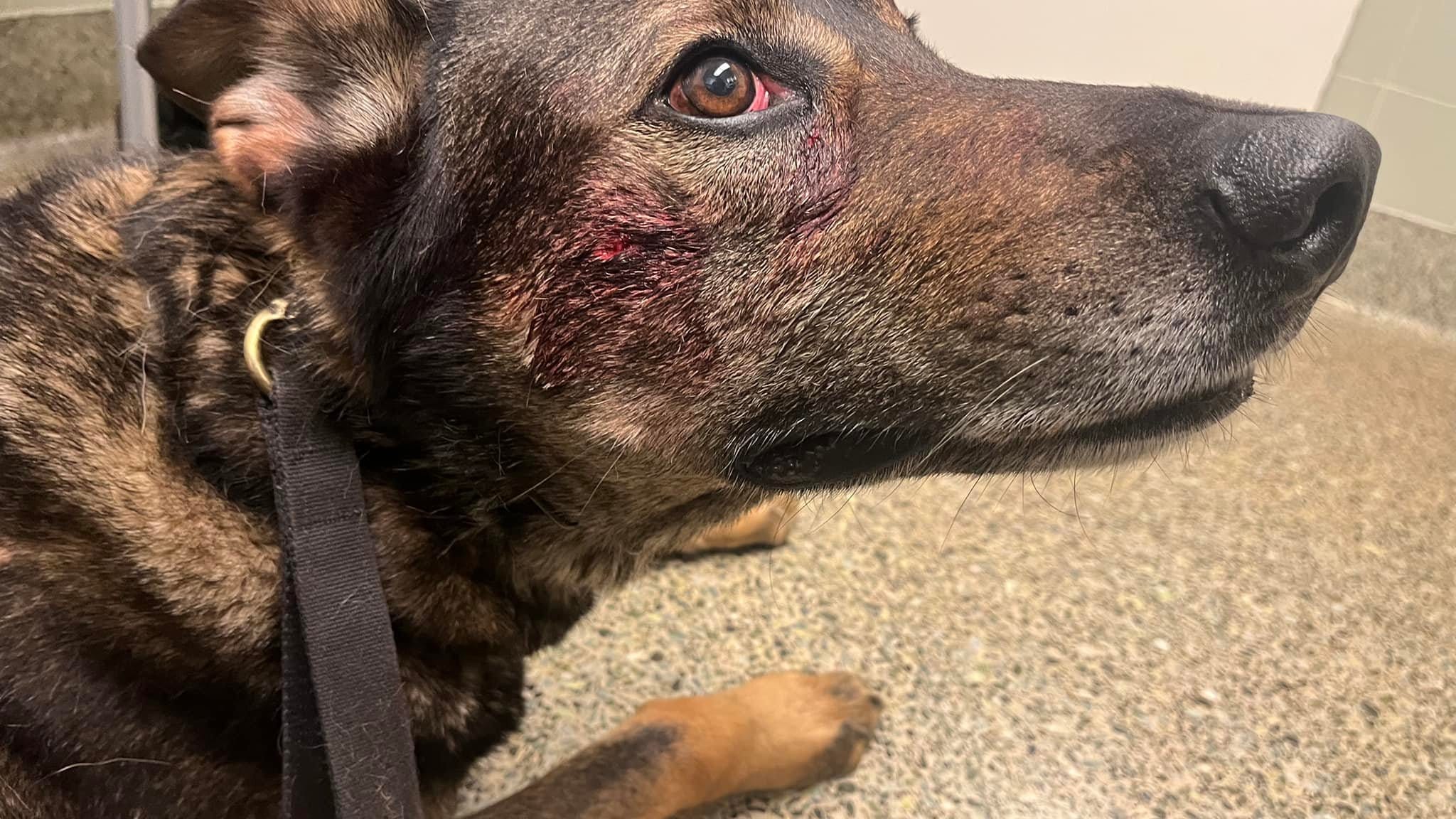 Man arrested after biting and stabbing K9 dog, Fairfield police said