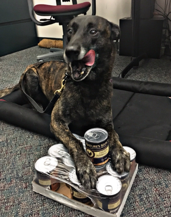 K9 Puskas, pictured here on Feb. 28, 2018.