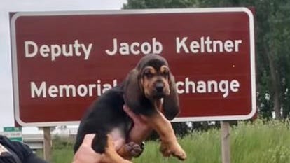 Jake, a 9-week-old bloodhound, set to begin yearlong K9 Deputy training this week