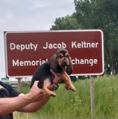 Jake, a K9 pup with the DuPage County Sheriff's Office